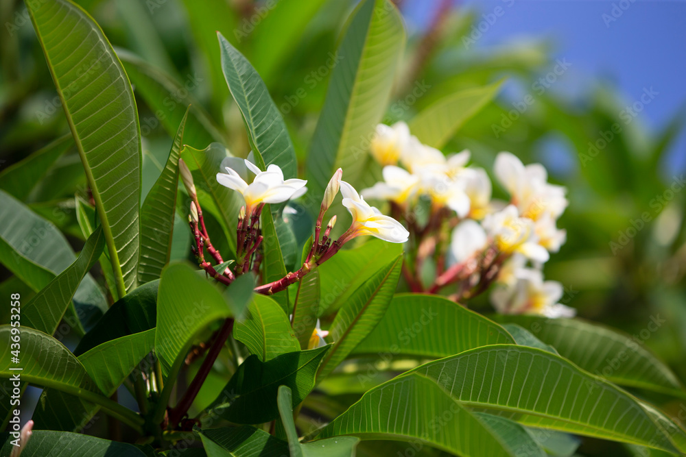Obraz premium Plumeria flowers in the garden