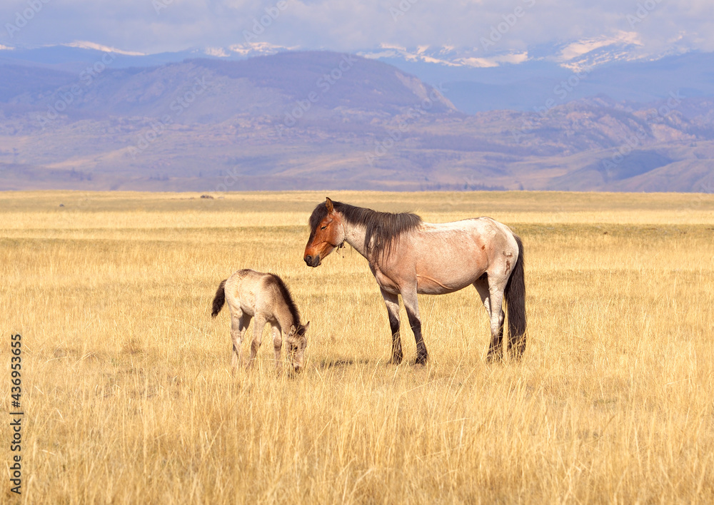 Horses in the Altai Mountains. A mare and a foal graze in a spring meadow in the Kurai steppe against the backdrop of mountains. Siberia, Russia Horses in the Altai Mountains. A mare and a foal graze in a spring meadow in the Kurai steppe against the backdrop of mountains. Siberia, Russia