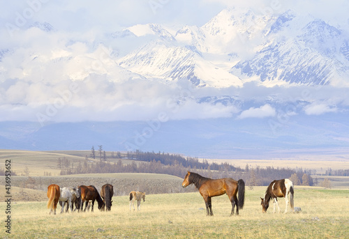 Horses in the Altai Mountains. Pets graze on a spring meadow in the Kurai steppe against the backdrop of snowy mountains. Siberia  Russia