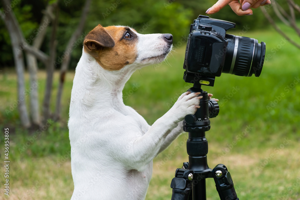 Dog jack russell terrier takes pictures on camera on a tripod outdoors.