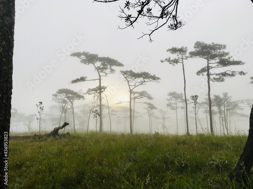 Scenery of pine trees and green field with sunrise light in foggy forest