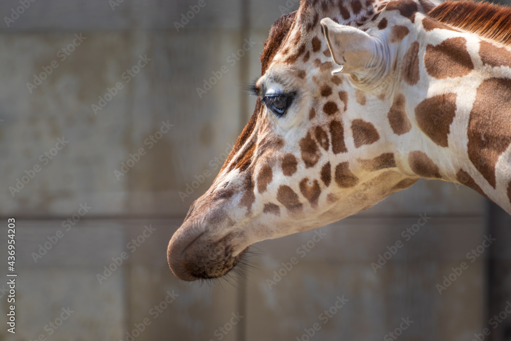 Obraz premium キリンの顔のクローズアップ