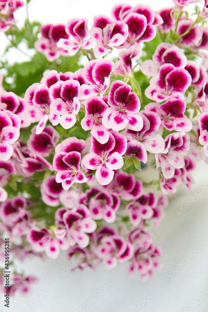 Pelargonium crispum Pelargonium crispum