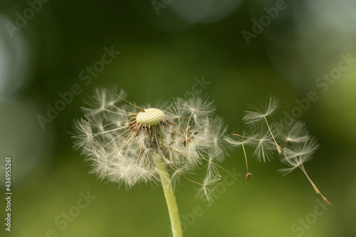 close up of a dandelion blowball with it  s seed blowing away