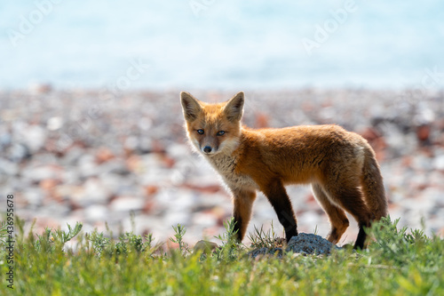 A young fox looks to camera it crosses a patch of grass