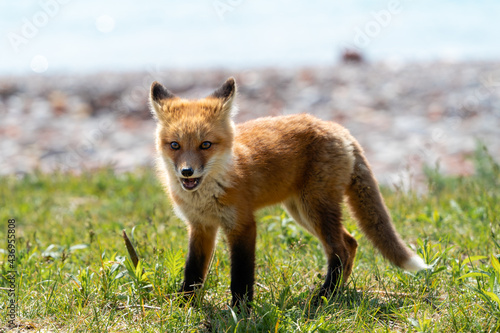 A startled fox pup looks around  © scottshoots