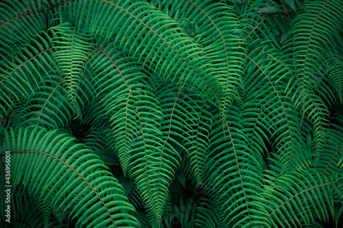 fern leaf background