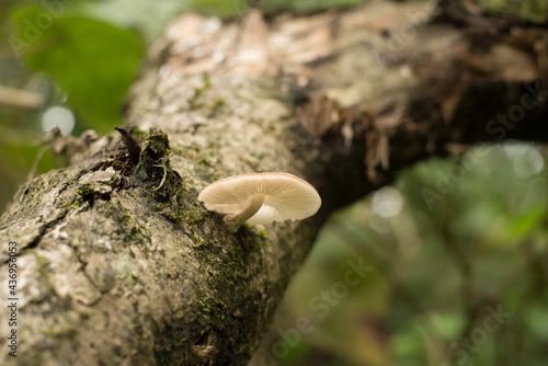 mushrooms on tree