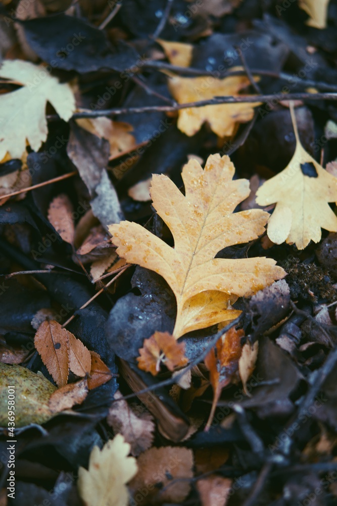 Fototapeta premium Yellow leave