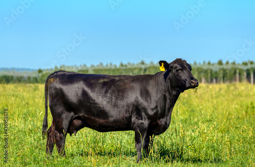 A black angus cow grazes on a green meadow. photo