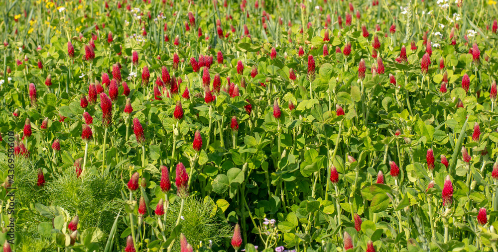 Agricultural field of flowering crimson clover (Trifolium incarnatum) in the springtime. Selective focus.