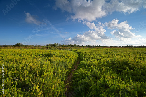 Field of Saltwort - Batis maritima - on Coastal Priarie in Everglades National Park, Florida. photo
