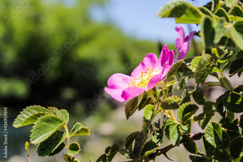 Rosa californica en la patagonia photo