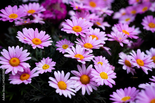 Ashikaga Flower Park