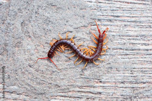 A centipede on a large green leaf It is a poisonous animal and has a lot of legs. It's on concrete background.