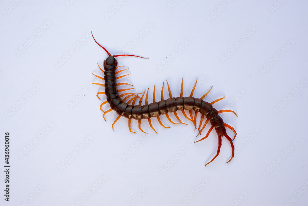 Centipede is a poisonous animal with many legs that can bite and release poison to enemies Centipede is a poisonous animal with many legs that can bite and release poison to enemies