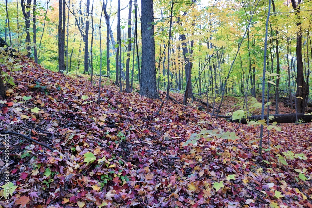 Obraz premium spring in the park