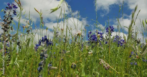 Wallpaper Mural Texas landscape in Spring Torontodigital.ca