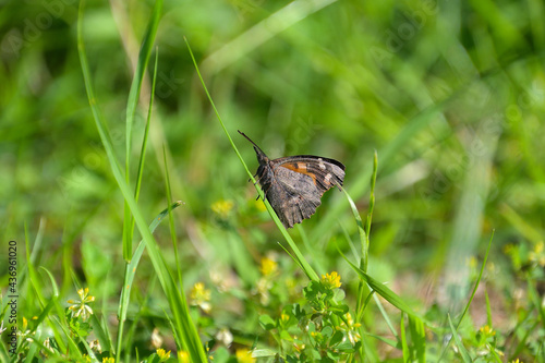 翅を閉じて草にとまったテングチョウ