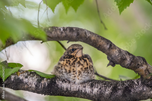 A fieldfare chick  Turdus pilaris  has left the nest and is sitting on a branch. A chick of fieldfare sitting and waiting for a parent on a branch.