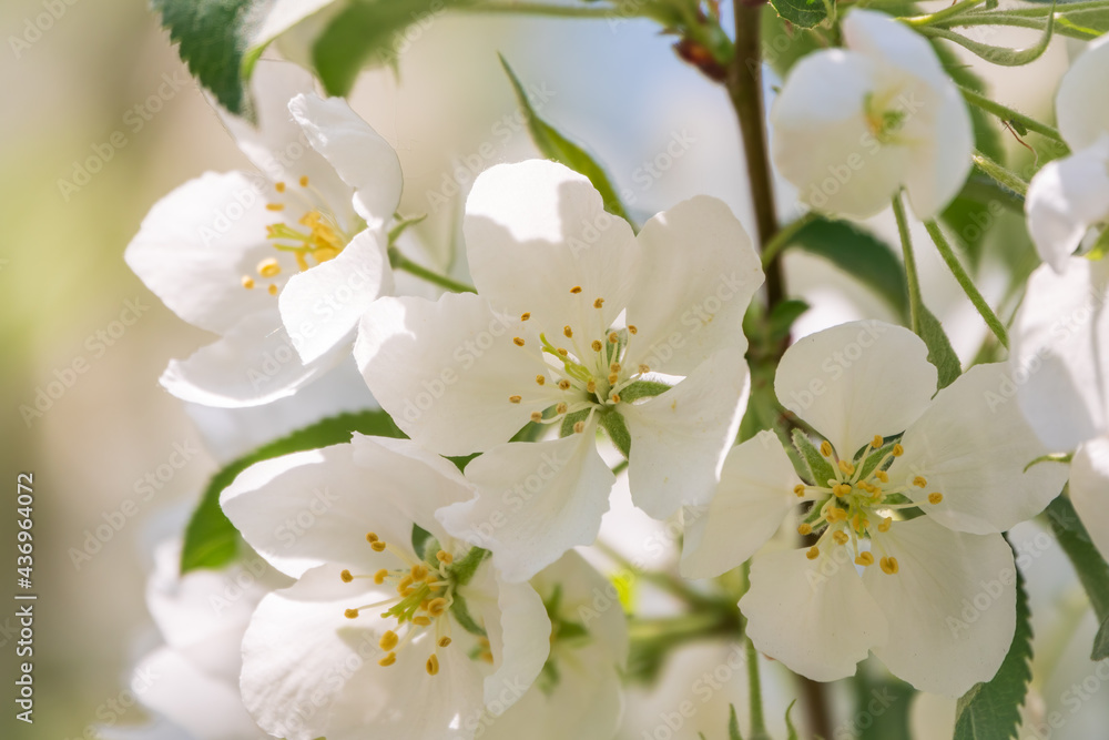 White blossoming apple trees. White apple tree flowers White blossoming apple trees. White apple tree flowers