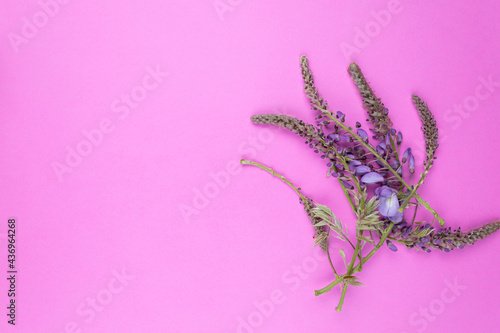 mockup of wisteria flower on color background