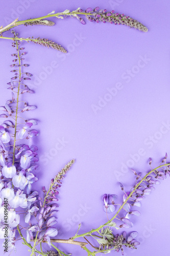 mockup of wisteria flower  on color background