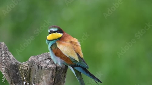 European bee eater (Merops apiaster) resting and flying. Colorful gorgeous bird in nature
