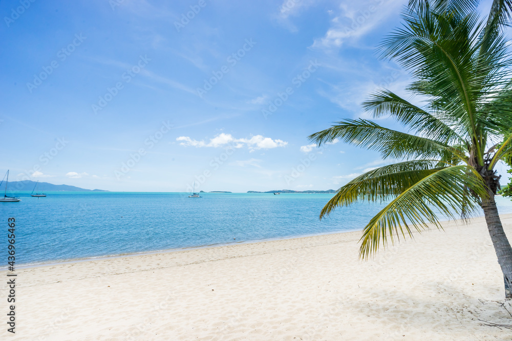 tropical paradise beach with white sand and coco palms travel tourism wide panorama background concept