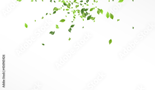 Forest Foliage Tea Vector White Background