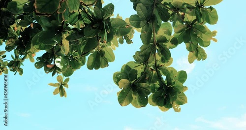 Low view of tropical tree with blue sky on a sunny day at summer beach in the summer season of Thailand. Travel vacation footage concept.