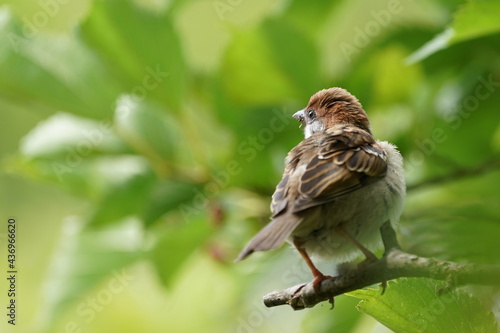 sparrow on the branch