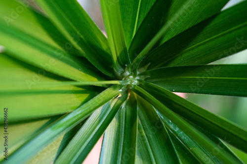 close up of a palm leaf