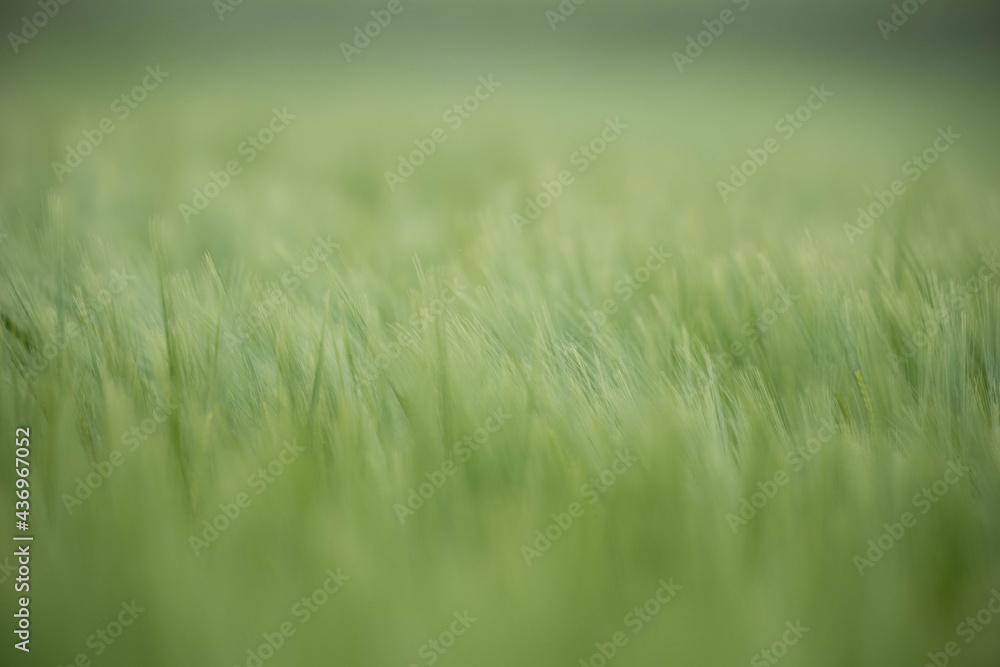 Weizenfeld Weizenfeld