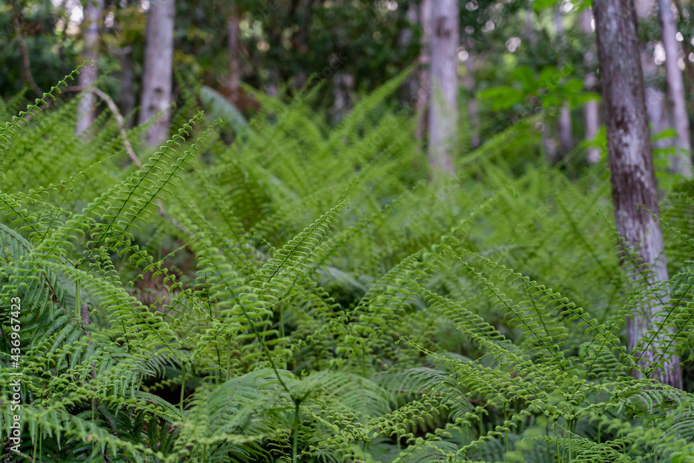 fern in the forest fern in the forest