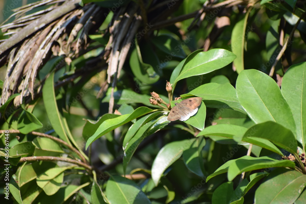 Fototapeta premium Butterfly on the leaf.