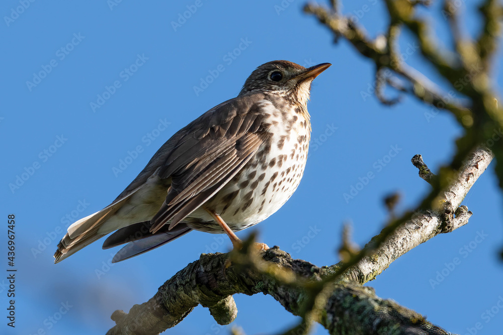 Singdrossel (Turdus philomelos) Singdrossel (Turdus philomelos)