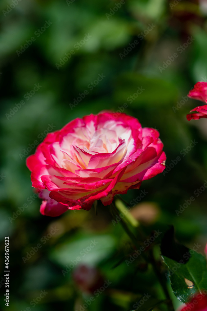 Fototapeta premium red rose flower