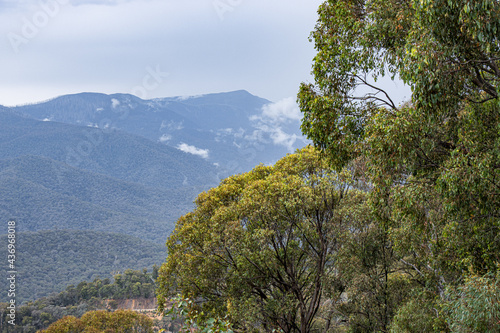 mountains through the trees