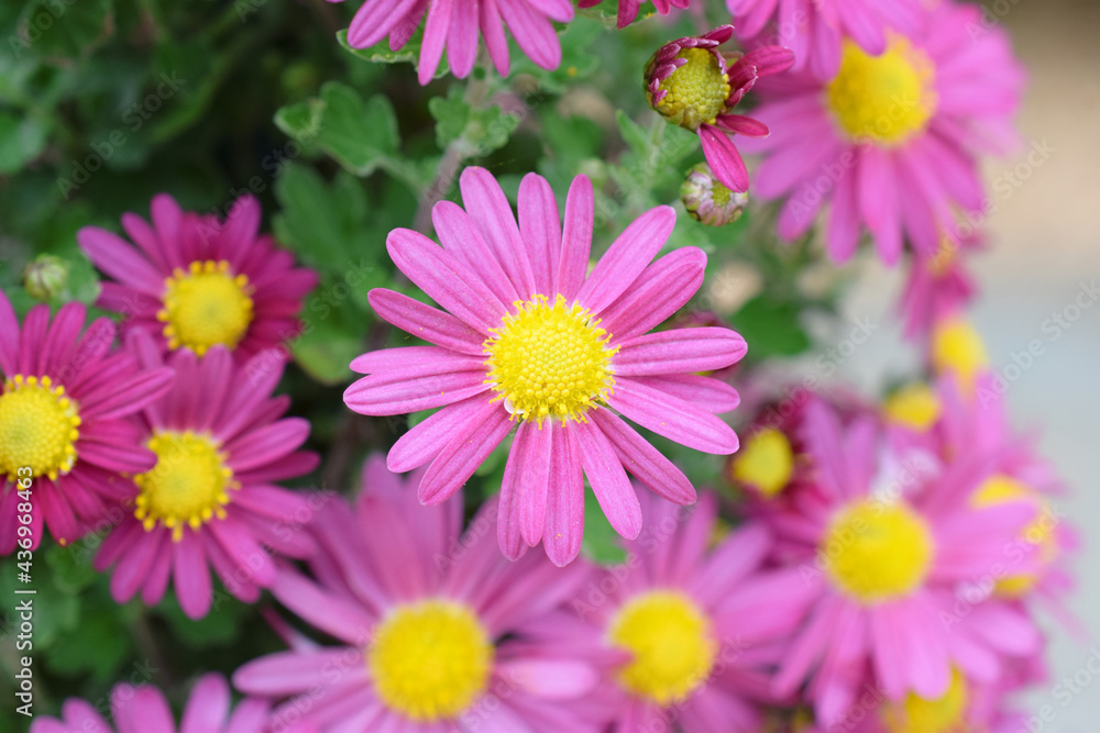 小菊 小菊