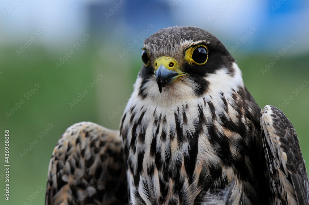 Baumfalke (Falco subbuteo) Baumfalke (Falco subbuteo)