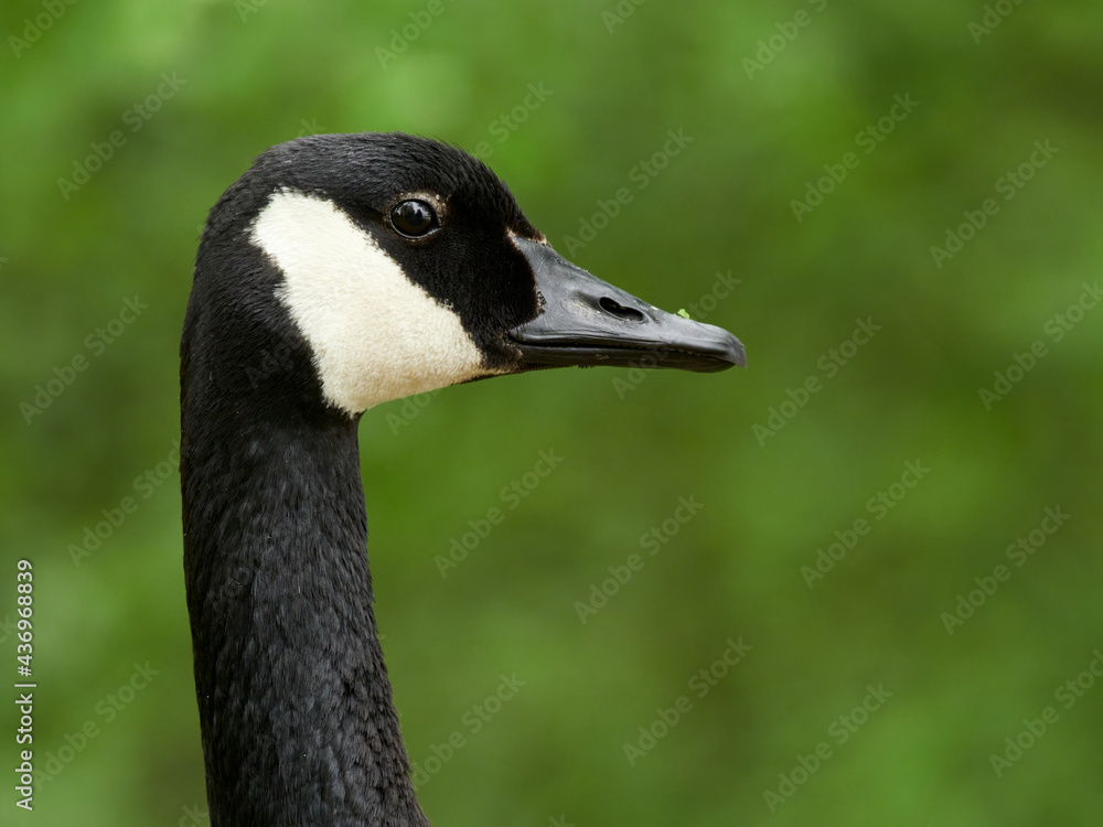 Portrait of a Canada Goose (Branta canadensis) Portrait of a Canada Goose (Branta canadensis)
