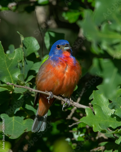 Painted Bunting male