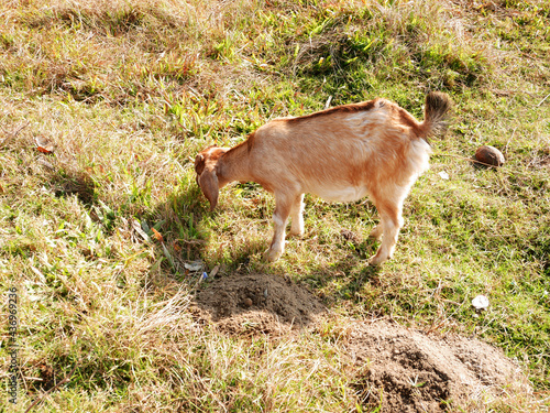 Nepalese goat find and eating grass on floor of grassland meadow at outdoor rural countryside in Pokhara metropolitan city as the capital of Gandaki Province of Nepal © tuayai