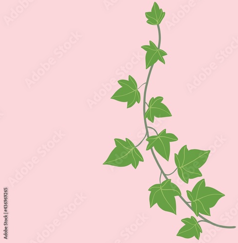 Simplicity ivy freehand drawing flat design.