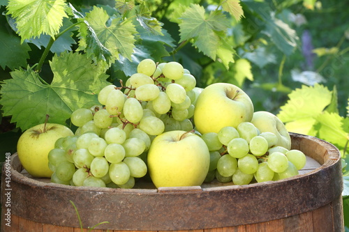 Still life with grapes and apples on a barrel in a vineyard