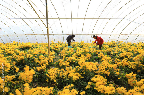 Slika na platnu The workers are picking the golden chrysanthemum in the chrysanthemum greenhouse
