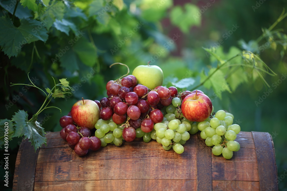 Red and white grapes with apples on a barrel in a vineyard Red and white grapes with apples on a barrel in a vineyard