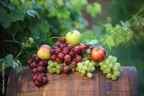 Bunches of red and white grapes with apples on a barrel in a vineyard