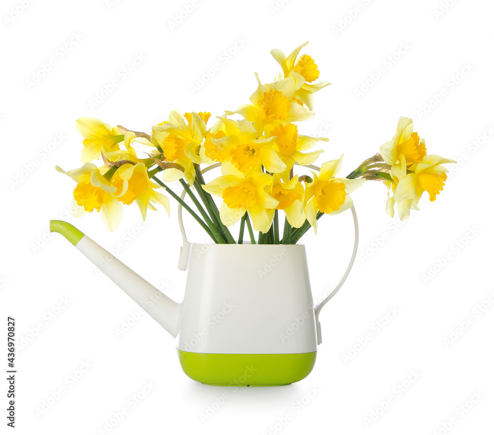 Watering can with narcissus flowers on white background Watering can with narcissus flowers on white background
